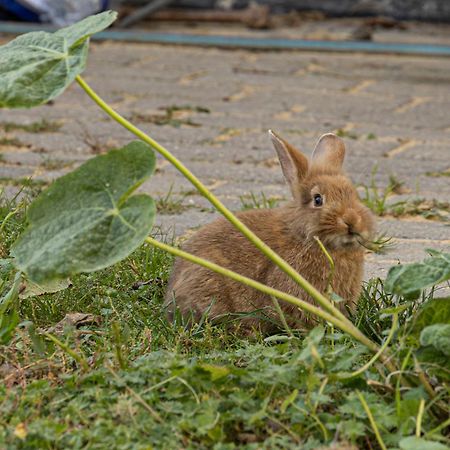 Havnsø Skortskaer Bondegardsferie Bed & Breakfast エクステリア 写真
