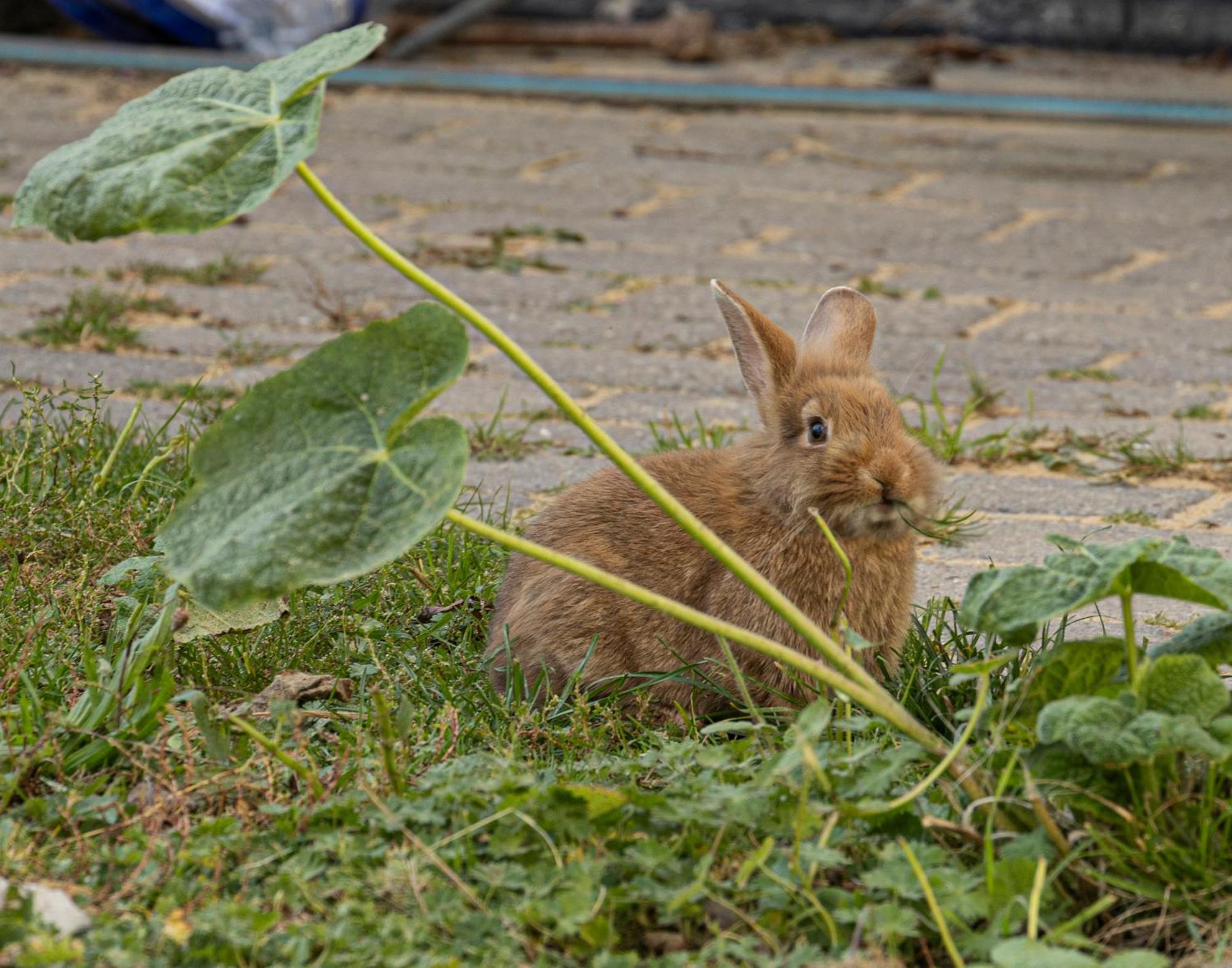 Havnsø Skortskaer Bondegardsferie Bed & Breakfast エクステリア 写真